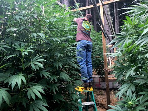 Some California marijuana growers are against legalization - Business ...