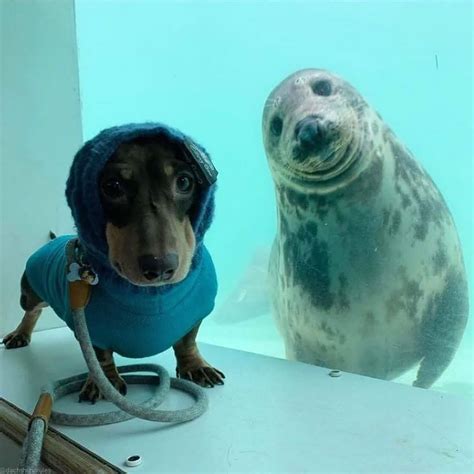 Sea Doggo Meets Land Doggo Raww