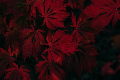 Leaf Dark Vignette Autumn Fall 4k Hd Photography 4k Wallpapers