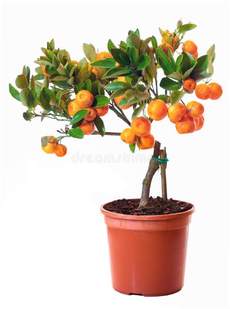 Small Potted Citrus Tree Plant Isolated On White Stock Image Image