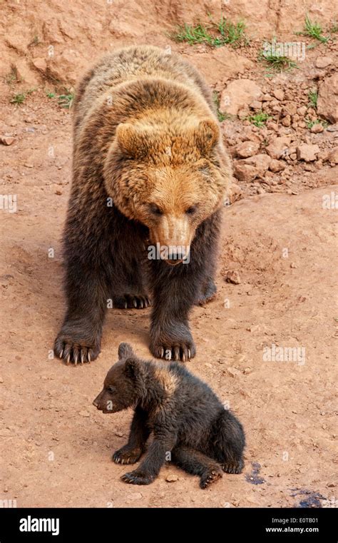 Eurasian Brown Bear Ursus Arctos Arctos Female With Cub Stock Photo