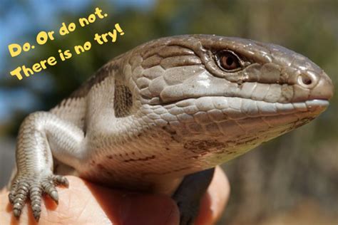 Blue Tongue Skink Care Sheet The Ultimate Guide By Urban Reptiles