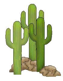 Desert cacti live in arid regions that get very little precipitation. CACTUS | CACTI | SUCCULENTS | PLANTS on Pinterest | Cactus ...