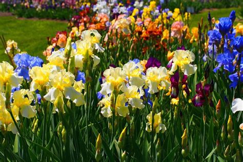 Growing Iris How To Care For Irises Gardening Tips Perennials