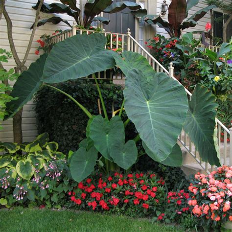 Top 12 Tropical Plants To Grow In A Cold Climate Page 2