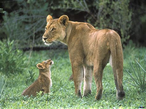 Picture Animals Lion Big Cats Lioness 600x450