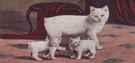 3 Fast Facts About Manx Cats Cat Appy