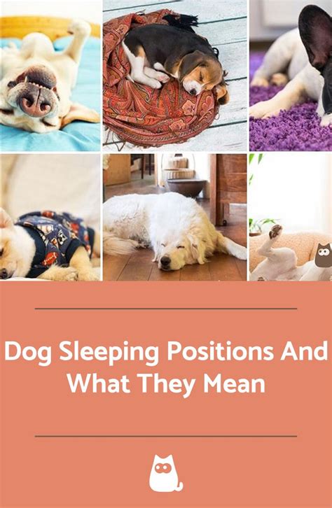 Oct 09, 2017 · when a dog is sleeping with their paws tucked beneath their belly and their tail wrapped all the way around to their face, they are partaking in (what we like to call) the 'curly sue' position. Dog Sleeping Positions And What They Mean