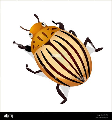 Vector Illustration Of Colorado Potato Beetle Isolated On White