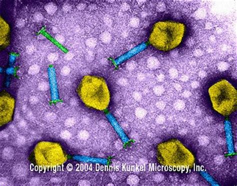 Gli enterobatteri fago λ ( fago lambda , colifago λ , ufficialmente escherichia virus lambda ) è un virus batterico, o batteriofago , che infetta la specie batterica escherichia coli ( e. Biologia Celular: Uso de bacteriofanos