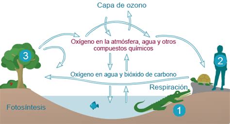 Ciclo Del Oxígeno Unidad De Apoyo Para El Aprendizaje