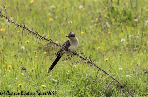 Paphos Area 14th April 2019 Cyprus Birding Tours