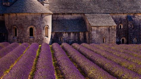 Gordes Lavender Bing Wallpaper Download