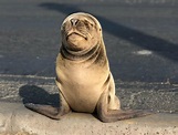 Cría de lobo de mar fue hallada en costanera sur de Antofagasta ...