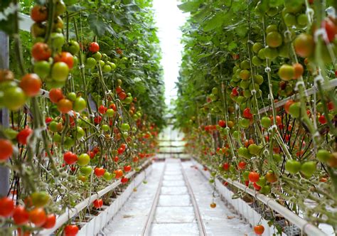 Truly International Expertise On Tomato Production Cabi Blog