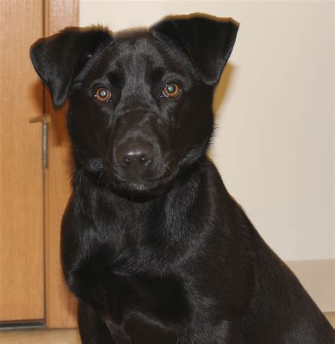 Adopted Heres A Happy Girl Chloe Is A Six Month Old Blue Heeler