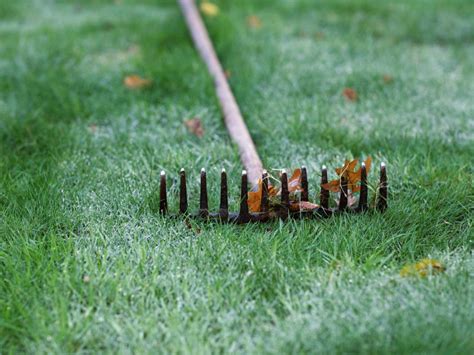 Once your lawn establishes, maintenance should be your focus. How to Remove Lawn Thatch | DIY
