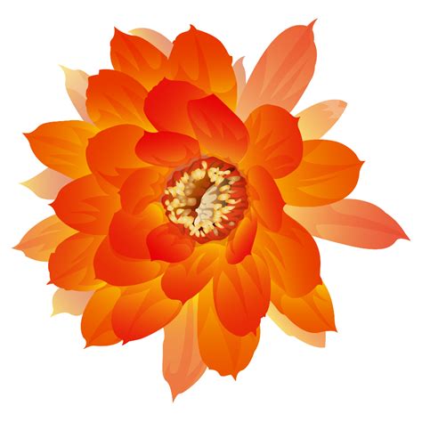 Download High Quality Flowers Transparent Orange Transparent Png Images