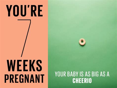 How Big Is Baby At 7 Weeks Hiccups Pregnancy