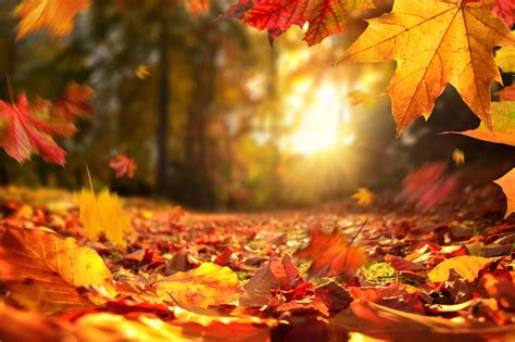 Fall Foliage Map Predicts The Best Time To See Leaves At Their Peak Colors Carina Kfdi