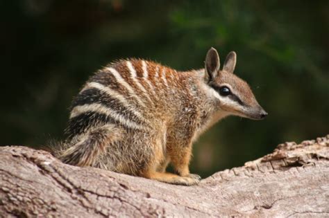 Was Endangered Numbat Population Estimate Doubles Greater Protections