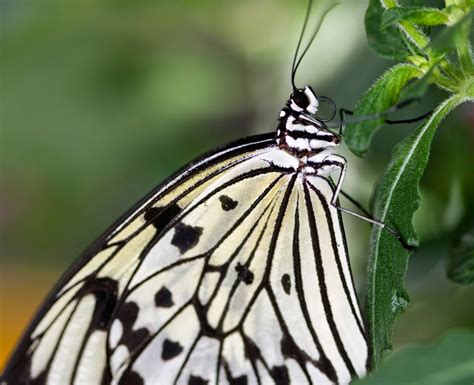 Esciencecommons Pumping Wings Muscles Make Migrating Monarchs Unique