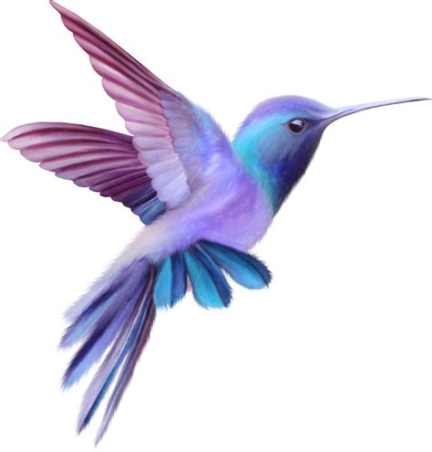 Hummingbird Png Transparent Image Download Size 1286x1343px