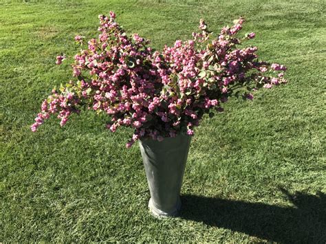 Pink Snowberries Oregon Flowers