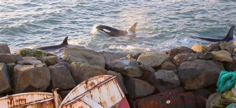 Eco News Faroe Islands Whale Hunting