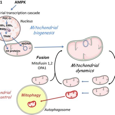 Pdf Mitochondria A Central Target For Sex Differences In Pathologies