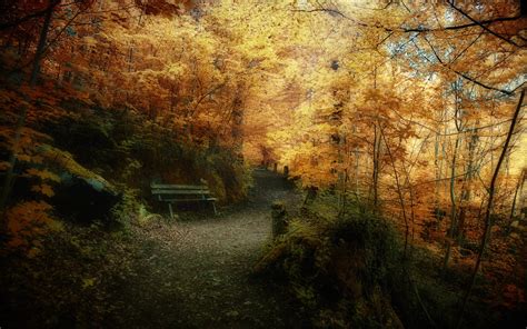 Superb Autumn Forest Landscape Wallpaper Nature And Landscape