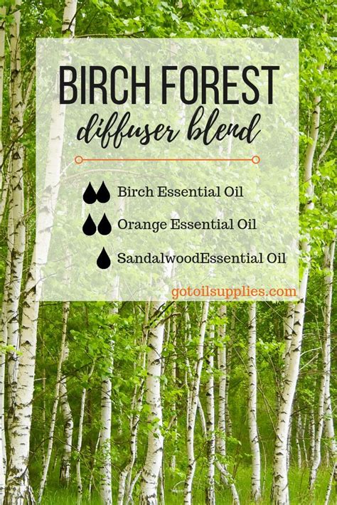 Getting To Know Birch Essential Oil Benefits Uses And Properties