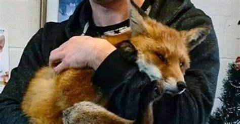 Man Slowly Approached An Injured Fox And Within 20 Minutes They Were