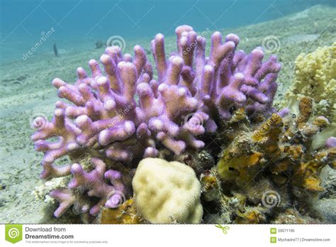 Coral Reef With Pink Finger Coral In Tropical Sea
