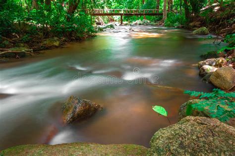Small River Flows Through The Rocks In The Green Forest Big Tree And
