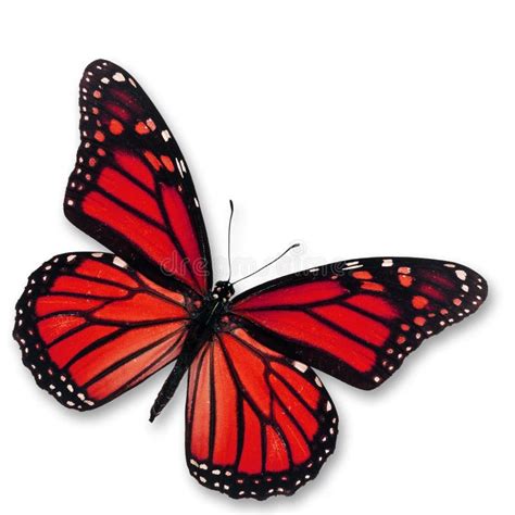 Czerwony Motyl Zdjęcie Stock Obraz Złożonej Z Błękitny 46589330