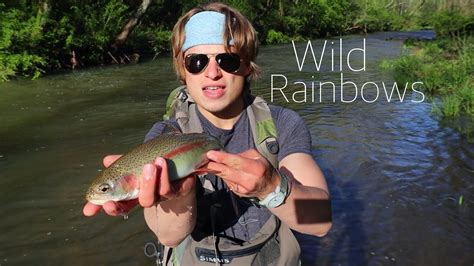 Fly Fishing Missouri Tiny Creek For Wild Troutblue Ribbon Rainbows