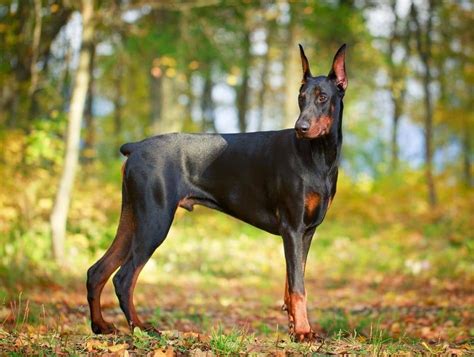 All The Colors And Types Of The Doberman Pinscher Doberman Planet