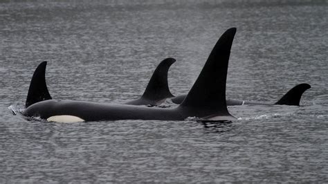 Best Whale Watching Tours In Bc See Humpbacks Orcas Porpoises