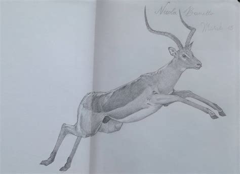 Pencil Drawings Of Wild Animals