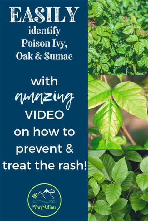 Poison Ivy Identification Lasopaalternative