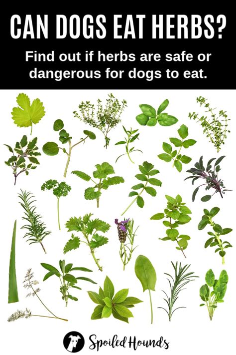 This vibrant herb does more than adorn your plate of food. Can Dogs Eat Herbs? What to Know About Dogs and Herbs