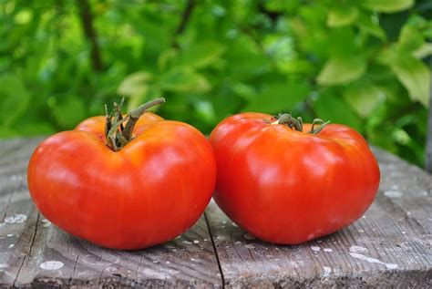 Seeds Red Mikado Tomate Heirloom Vegetal Para Plantar Sin Omg Yaxa