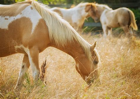 Image Horses Grass Animals