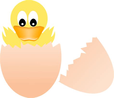 Baby Duck Hatching Clipart Free Download Transparent Png Creazilla