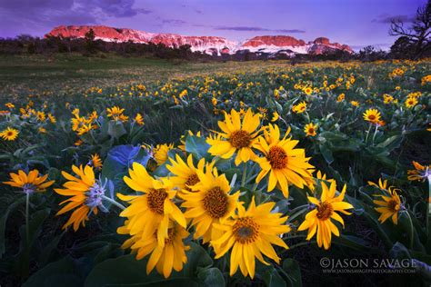 Wildflowers Jason Savage Photography