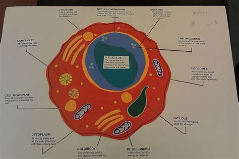 Plant cells come in wide variety of shapes and sizes, and not all contain every feature of described below. Animal cell | Cells project, Eukaryotic cell, Science cells