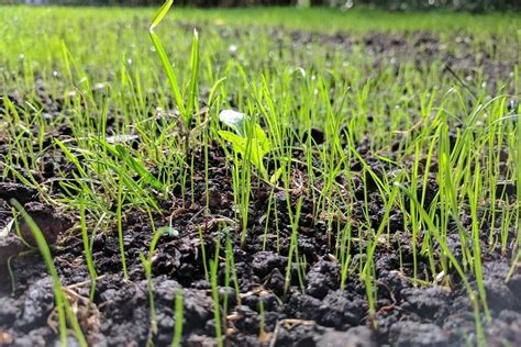 Lawns in new housing developments where the topsoil was removed often have soil so hard water can't sink in. How Often Do You Water Grass Seed? - BumperCrop Times