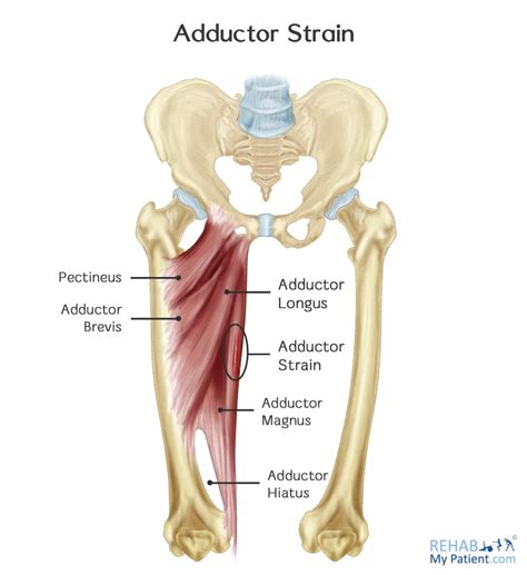 Adductor Longus Muscle