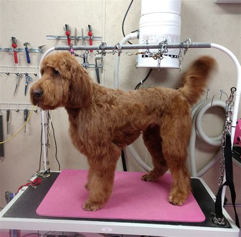 Pampering your pet dog grooming | Marshall County KY